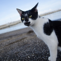 三浦半島の海水浴場。そこにぴったりなダイバーのような白黒柄の猫