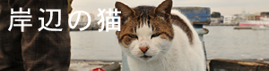 漁港で海の様子を見に来た人間にスリ寄る猫の姿のバナー「岸辺の猫」写真ページへ